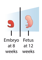 first trimester pregnancy visual