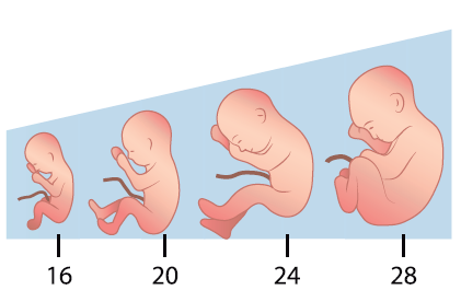 second trimester pregnancy