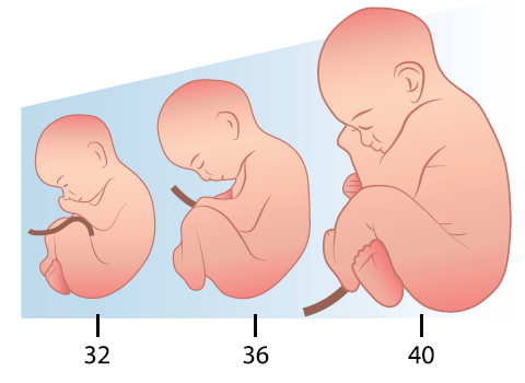 third trimester pregnancy