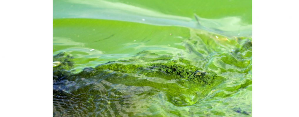 Blue Green Algae bloom